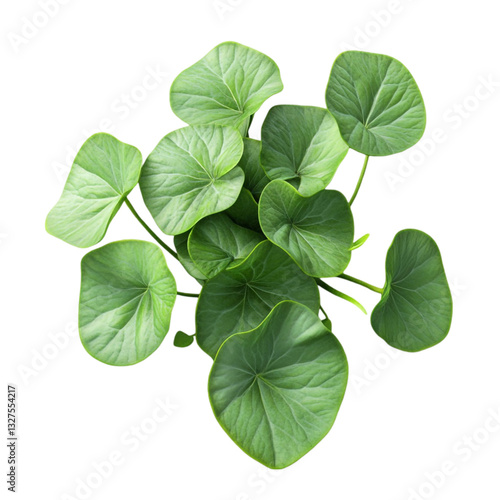 Lush Green Leaves Vibrant Nature Peaceful Serenity