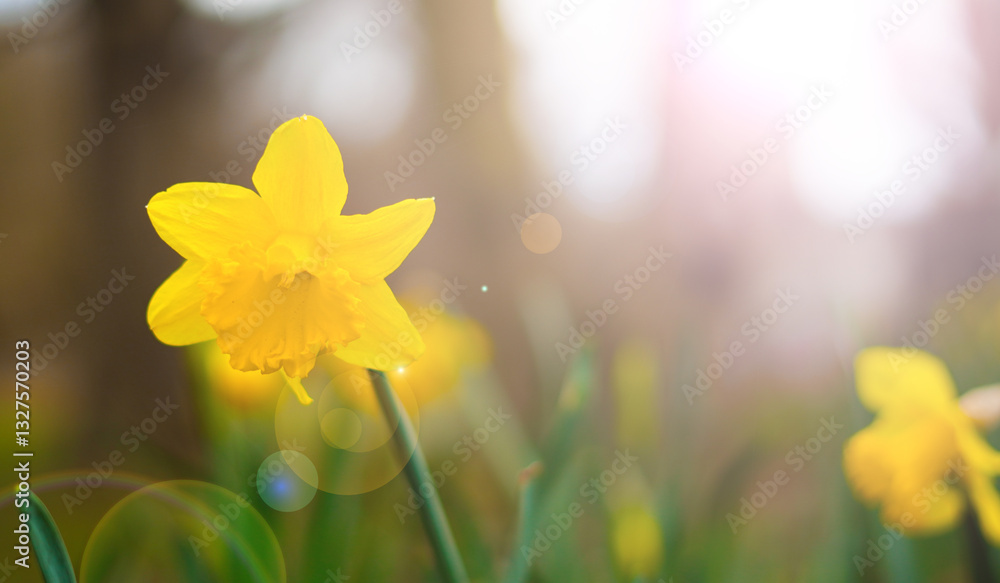 Fototapeta premium Bright yellow daffodils blooming in early spring with fresh morning dew.
