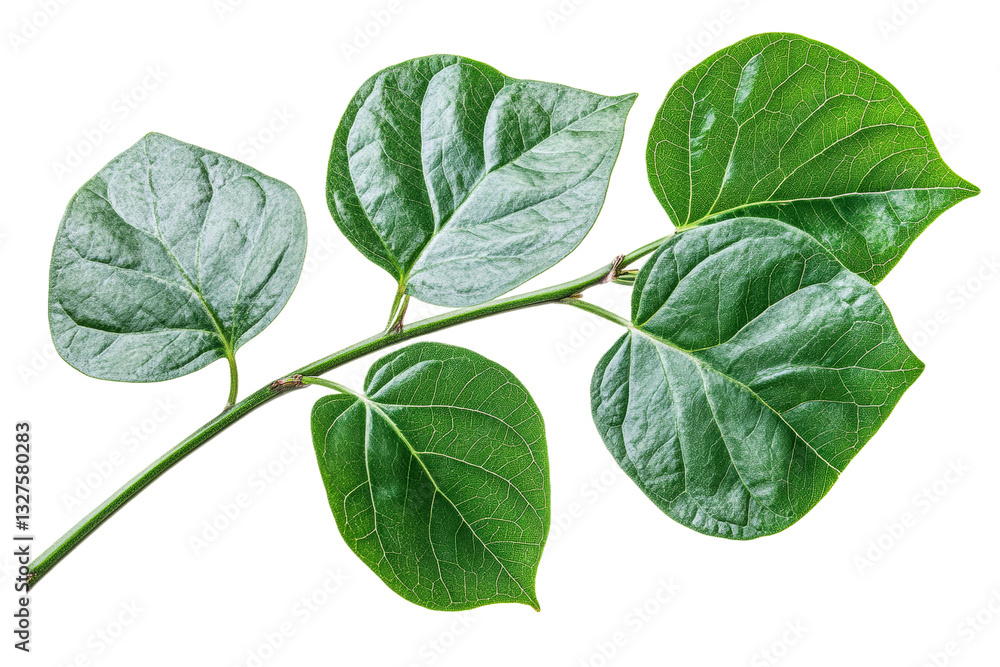 Close up view of green leaves on a transparent background Close up view of green leaves on a transparent background