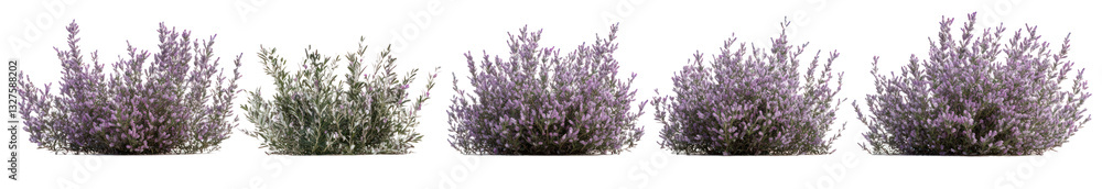Obraz premium A serene display of lavender plants swaying gently in a sunny garden, enhancing tranquility