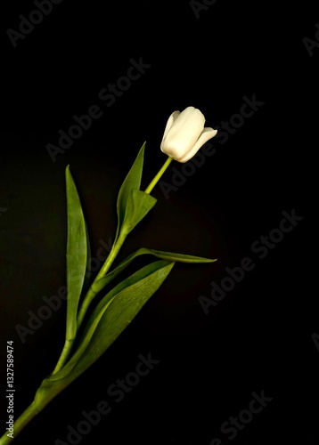 Graceful White Tulips