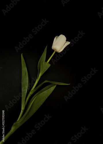 White Tulips on Black Background
