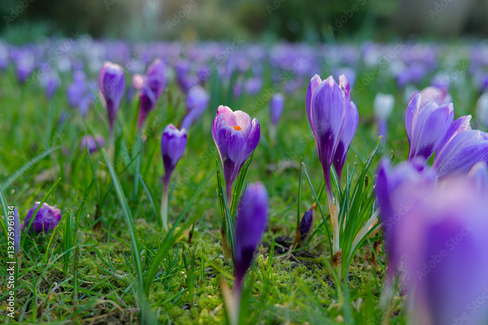 Beautiful purple crocuses in the spring at golden hour. Closeup of blooming flowers in the garden. Lush woodland garden background. Beautiful purple crocuses in the spring at golden hour. Closeup of blooming flowers in the garden. Lush woodland garden background.