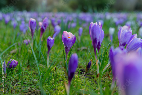 Obraz na płótnie Beautiful purple crocuses in the spring at golden hour. Closeup of blooming flowers in the garden. Lush woodland garden background. w salonie