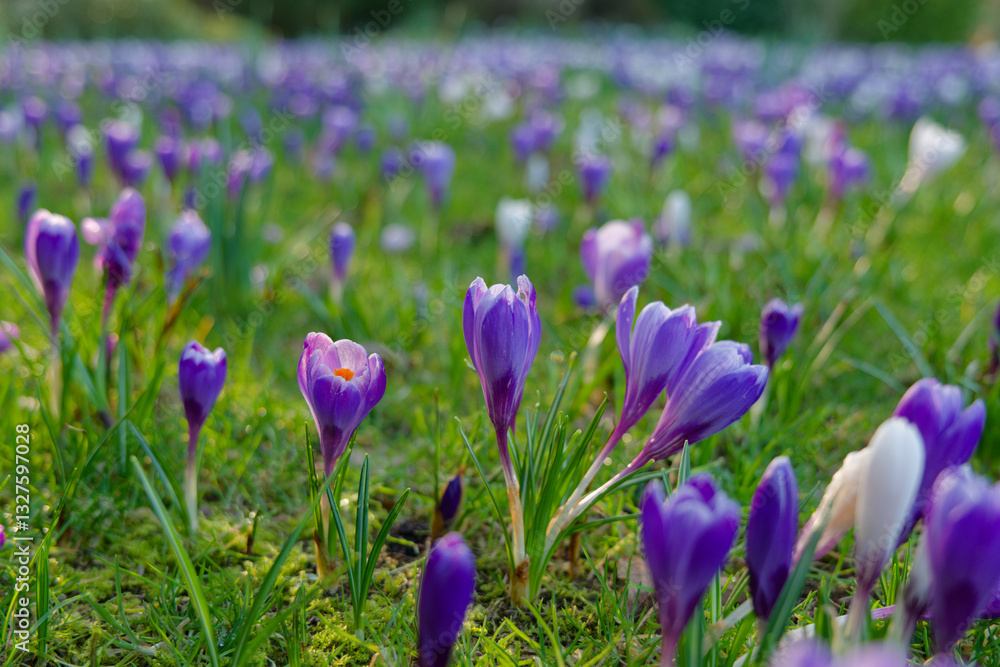Field of purple crocus flowers in the spring at golden hour. Lush green vegetation with plenty of blooming purple and white crocus flowers in the garden.