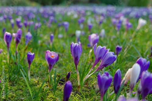 Obraz na płótnie Field of purple crocus flowers in the spring at golden hour. Lush green vegetation with plenty of blooming purple and white crocus flowers in the garden. w salonie