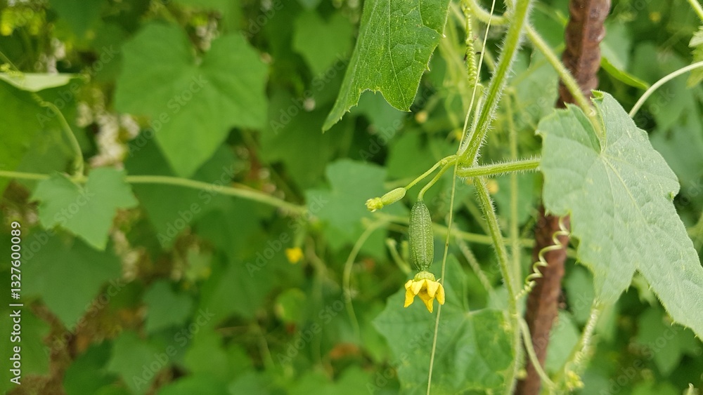 cucamelon cultivation in greenhouse. macro of small fruit sprouting with flower. plant of Melothria scabra cucamelon cultivation in greenhouse. macro of small fruit sprouting with flower. plant of Melothria scabra
