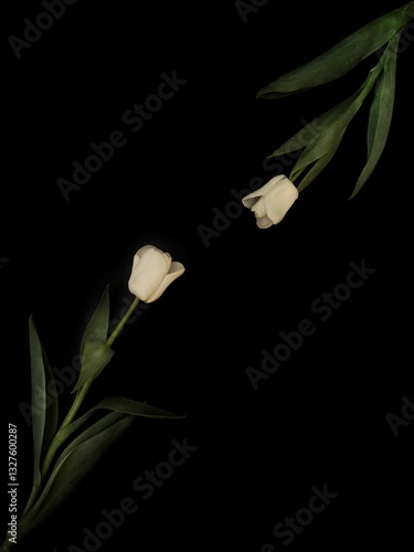 Floral Aesthetic with Tulips