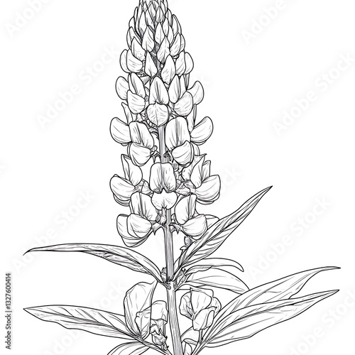 Lupin sketch with leaves, white background, plant details, art
