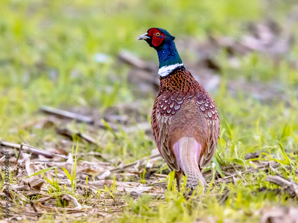 Naklejka premium Portrait of male Common pheasant