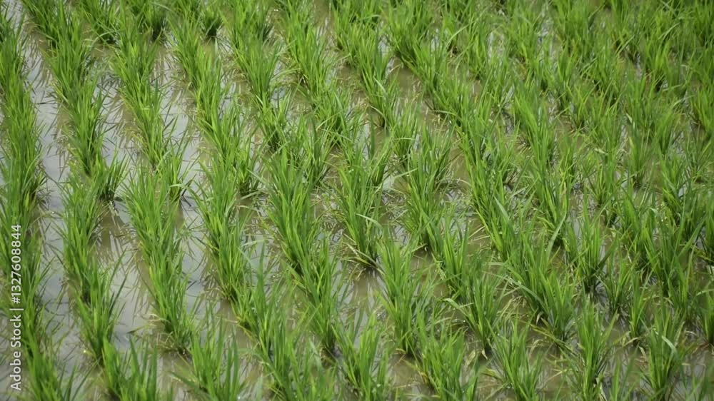 Oryza sativa green rice field showcasing the cultivation process in a serene outdoor setting. Oryza sativa green rice field showcasing the cultivation process in a serene outdoor setting.