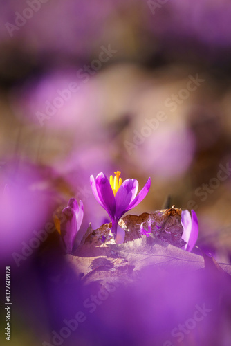 Beautiful purple crocuses or saffron flowers in sunlight, macro image, natural spring floral background suitable for wallpaper, cover or card