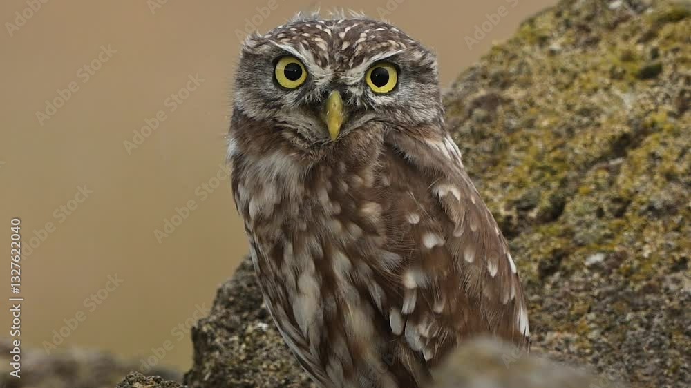 Beautiful little owl in the wild Athena noctua. Slow motion. Owl sits on a stone in the rain. Close up.