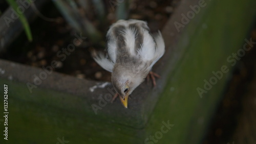 Portrait of a Balinese starling or Leucopsar rothschildi walking on the ground. photo