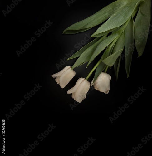 Classic White Tulips Art