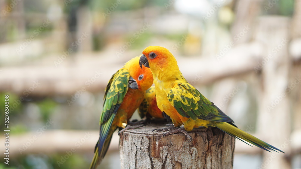 Obraz premium Cute bird Sun conure, Sun parakeet (Aratinga solstitialis) perched on a dry branch.