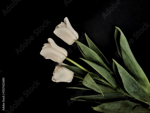 Graceful White Tulips