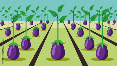 The rows of eggplants ly produced any fruit their stems too thin and weak to support their weight.. Vector illustration