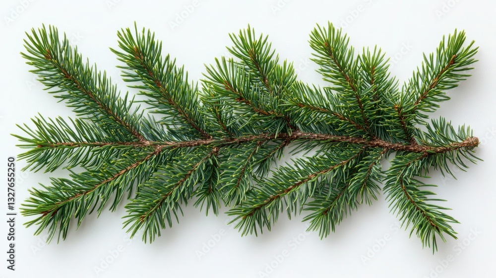 A Lush Evergreen Branch, Symbol Of Winters Peace And Holiday Cheer, Rests Elegantly Against A Bright White Background Showcasing Its Vibrant Green Needles A Lush Evergreen Branch, Symbol Of Winters Peace And Holiday Cheer, Rests Elegantly Against A Bright White Background Showcasing Its Vibrant Green Needles