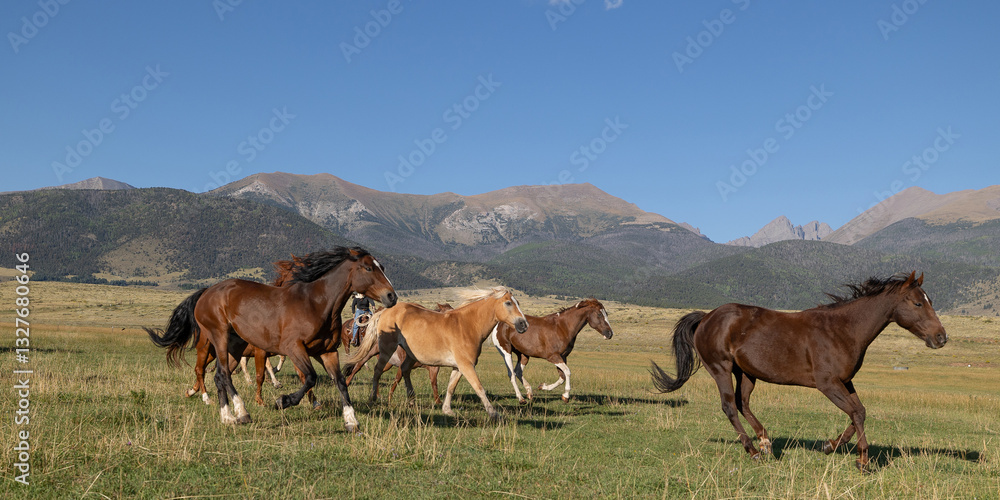 Obraz premium Colorado Horse herd ranch mountains running remuda roundup cowboys cowgirls
