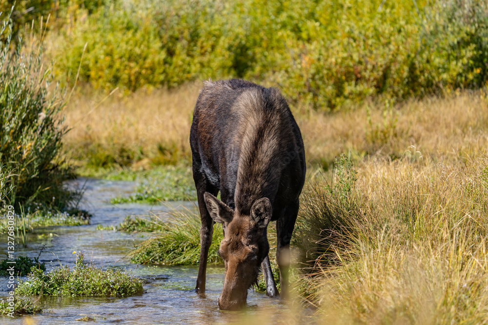 The moose (Alces alces) is the world's tallest, largest and heaviest extant species of deer, Blacktail Ponds Overlook, Grand Teton National Park, Teton County, Wyoming. Snake River The moose (Alces alces) is the world's tallest, largest and heaviest extant species of deer, Blacktail Ponds Overlook, Grand Teton National Park, Teton County, Wyoming. Snake River
