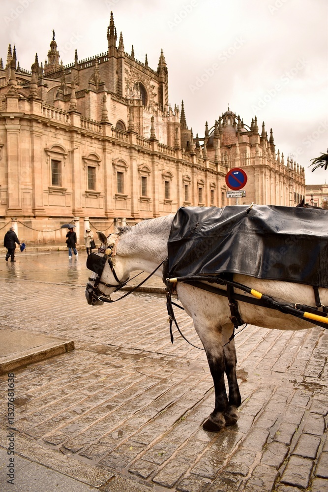 Fototapeta premium A horse in harness stands in the square near the cathedral in rainy weather, behind it in Spanish there is a sign indicating that this is a place for parking harnesses with horses