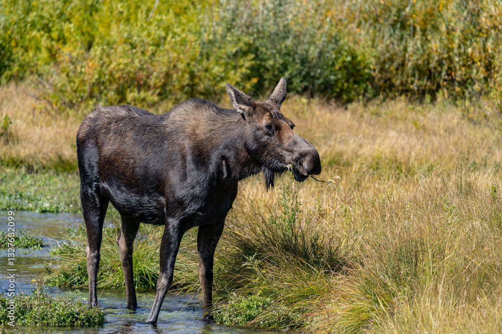The moose (Alces alces) is the world's tallest, largest and heaviest extant species of deer, Blacktail Ponds Overlook, Grand Teton National Park, Teton County, Wyoming. Snake River The moose (Alces alces) is the world's tallest, largest and heaviest extant species of deer, Blacktail Ponds Overlook, Grand Teton National Park, Teton County, Wyoming. Snake River