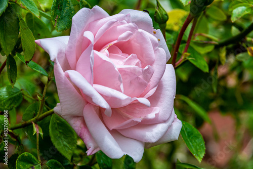 pink rose in garden