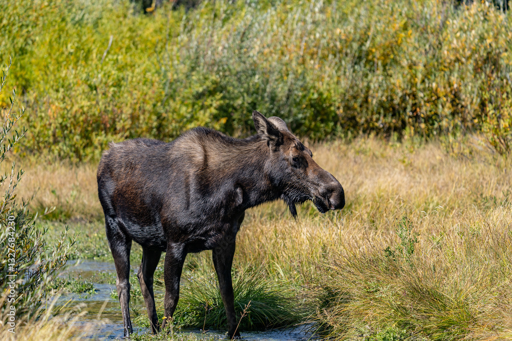 Fototapeta premium The moose (Alces alces) is the world's tallest, largest and heaviest extant species of deer, Blacktail Ponds Overlook, Grand Teton National Park, Teton County, Wyoming. Snake River