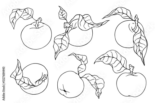 Collection of line sketches of apple fruits with leaves. Vector graphics.