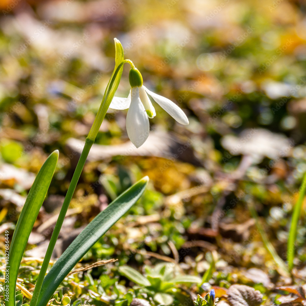 beautiful white snowdrop in the spring garden