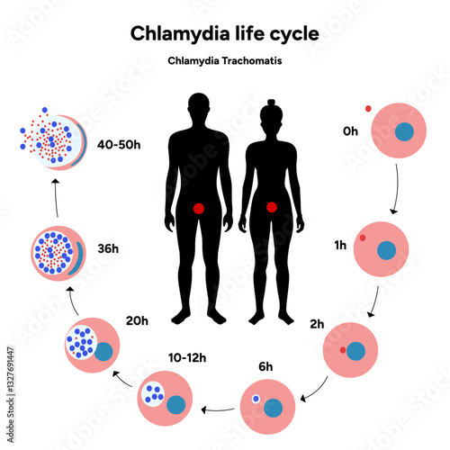 Chlamydia Trachomatis life cycle. Woman’s and man's reproductive system infections. Medical disease 