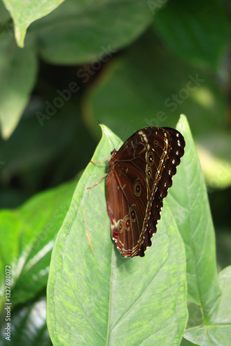 Obraz na płótnie Beautiful butterfly in the greenhouse. Selective focus. w salonie