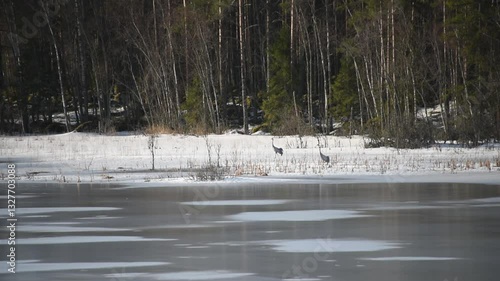 Wallpaper Mural Cranes on a early spring morning on the wet ice of a frozen lake in the forests of Finland Torontodigital.ca