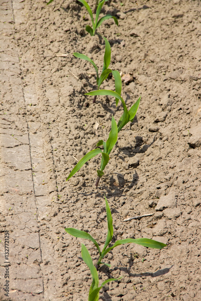 Row of young corn seedlings grows in agricultural field. Plants are evenly spaced and emerging from soil, indicating early growth stages. Initial phase of agricultural process for corn cultivation. Row of young corn seedlings grows in agricultural field. Plants are evenly spaced and emerging from soil, indicating early growth stages. Initial phase of agricultural process for corn cultivation.