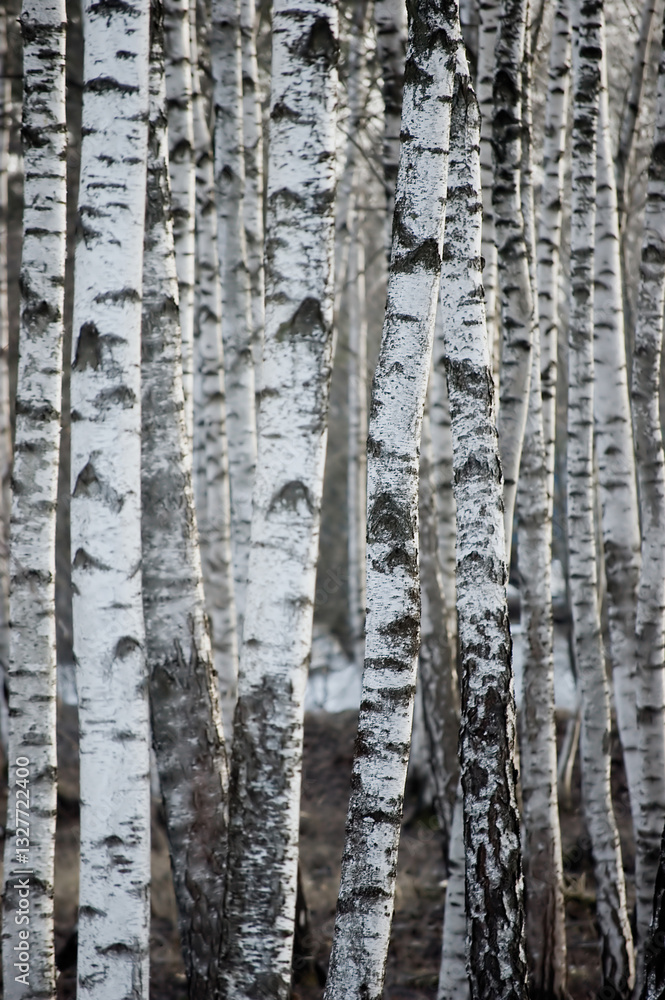 Obraz premium Birch Tree Grove Trunks Bark Closeup Background, Large Detailed Vertical Birches March Landscape Scene, Rural Early Spring, Wild Forest Trees Trunk Group Detail, Village Countryside Woods Gentle Bokeh