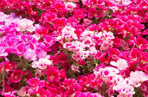Photos of various garden flowers for decorative purposes.