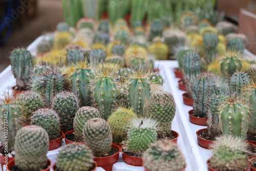 Small cactus growing in greenhouse