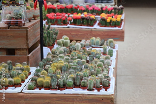 Small cactus growing in greenhouse