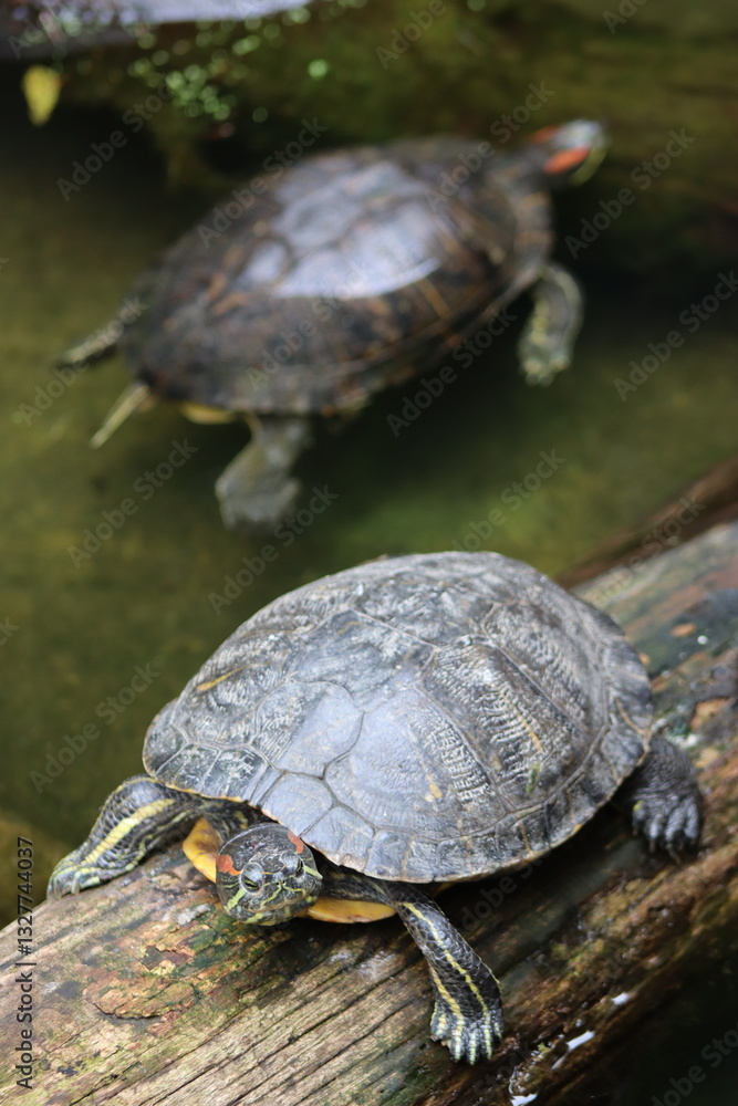 Fototapeta premium PARC DES PYRENEES. FRANCE EUROPA.