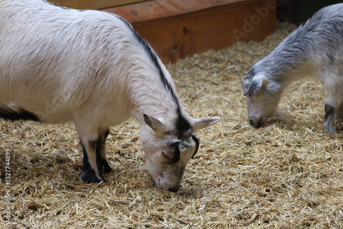 Goats roaming around on straw covered floor in barn
