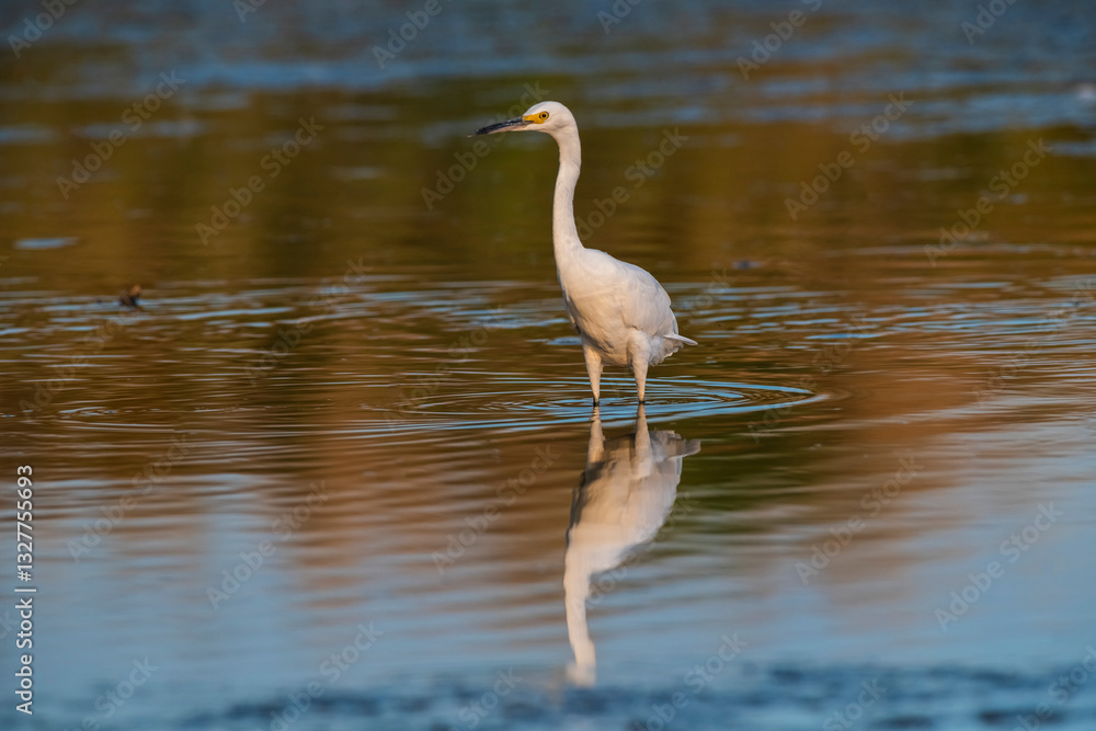 Snowy Egret, Egretta thula , perched, La Pampa Province, Patagonia, Argentina.