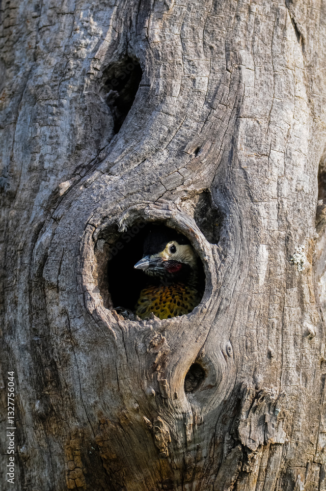 Obraz premium Green barred Woodpecker in forest environment, La Pampa province, Patagonia, Argentina.