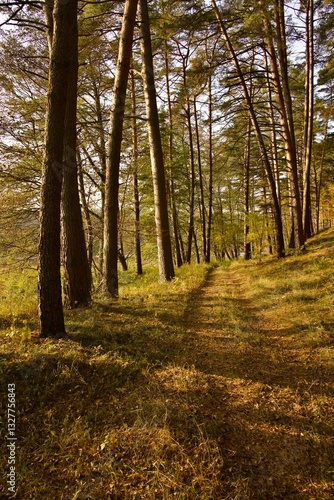 Fototapeta Naklejka Na Ścianę i Meble -  Jesienny las