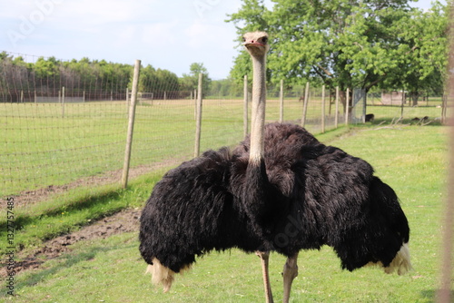 ostrich showing off in the pasture