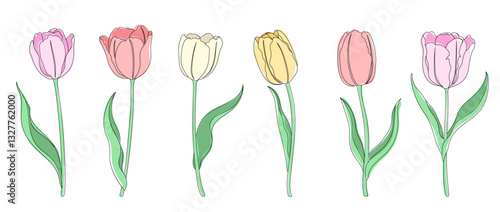Tulip flat vector illustration with line art. Simple spring flower set.
