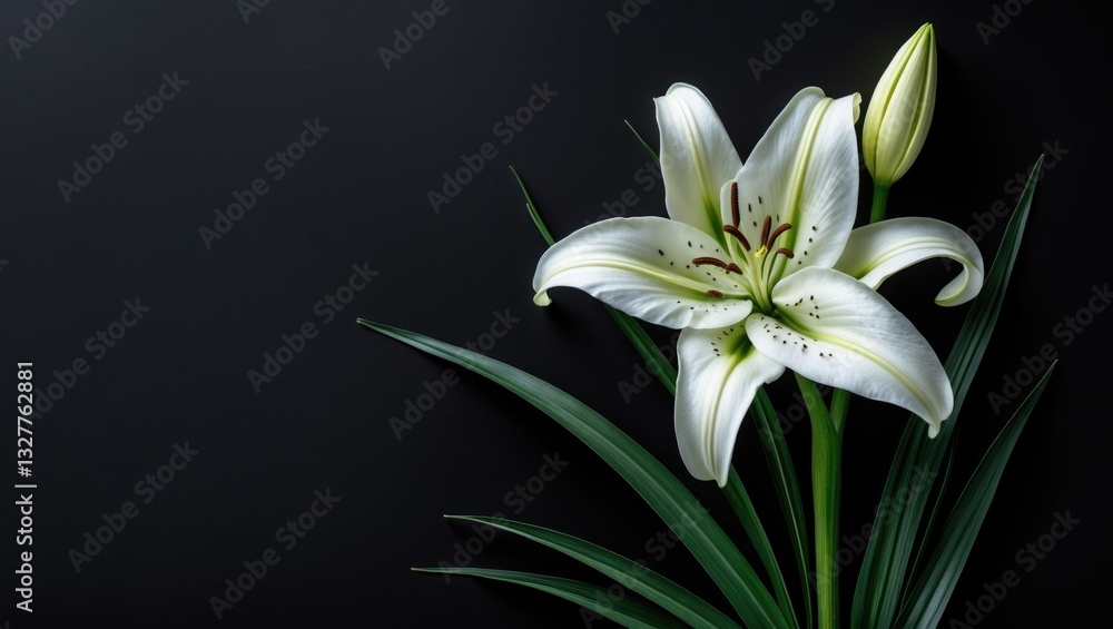 Lily flower against a dark background. Condolence card. Blank space for text. Lily flower against a dark background. Condolence card. Blank space for text.
