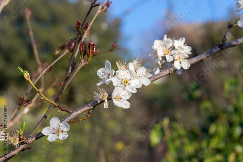 Blossoming tree branch. Spring. White flowers on a branch.