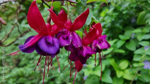 Stunning pink and purple flowers sway with the wind in a woodland area on an overcast day.