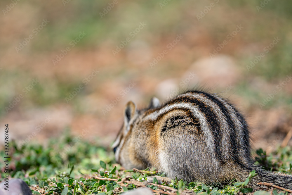 Obraz premium The least chipmunk (Neotamias minimus) is the smallest species of chipmunk and the most widespread in North America. John Moulton Homestead / Mormon Row, Grand Teton National Park, Teton County